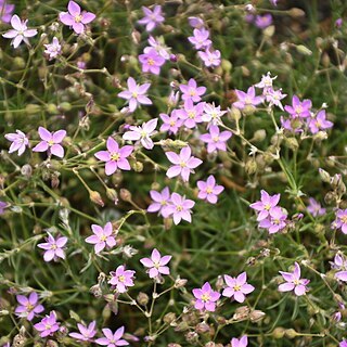 Spergularia fimbriata unspecified picture
