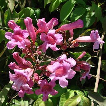 Fridericia unspecified picture