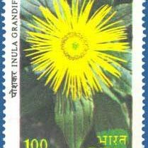 Inula grandiflora unspecified picture