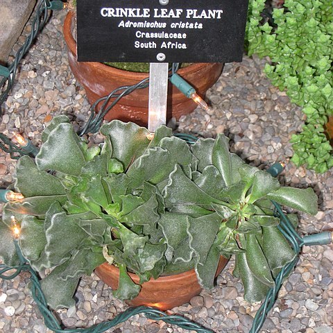 Adromischus cristatus unspecified picture