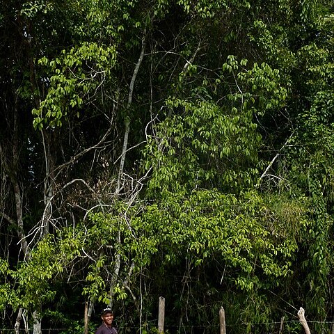 Ocotea nutans unspecified picture