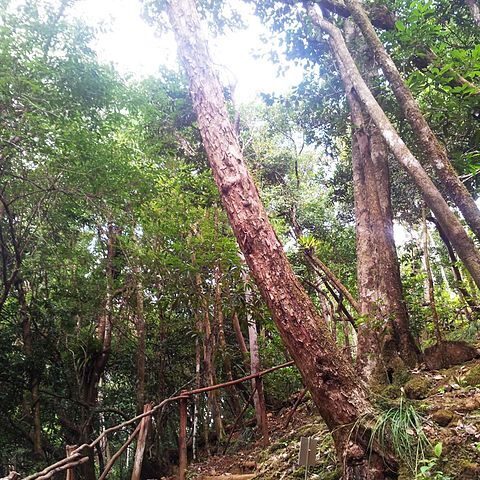 Psiloxylon unspecified picture