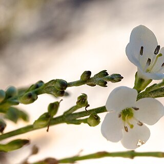 Heliophila deserticola unspecified picture