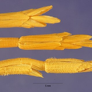 Aegilops longissima unspecified picture