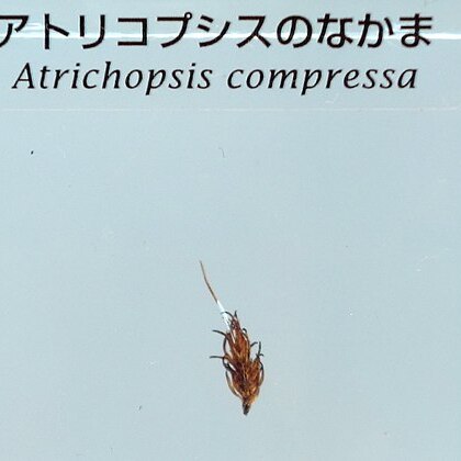 Atrichopsis compressa unspecified picture