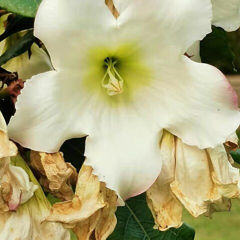 Beaumontia murtonii unspecified picture