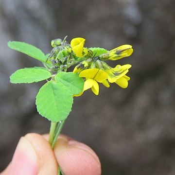 Trigonella emodi unspecified picture