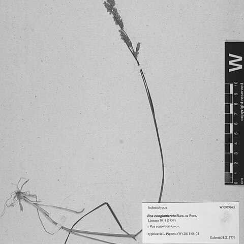 Poa scaberula unspecified picture