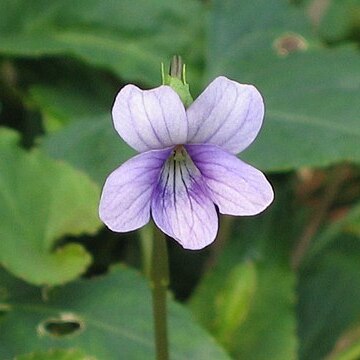 Viola inconspicua unspecified picture