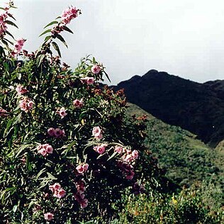 Andeimalva mandonii unspecified picture