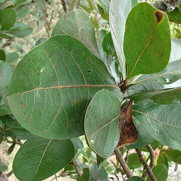 Byrsonima coccolobifolia unspecified picture