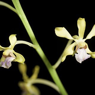 Vanda testacea unspecified picture
