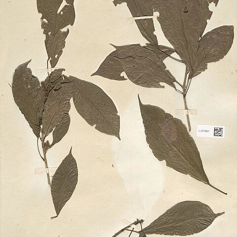 Cola brevipes unspecified picture