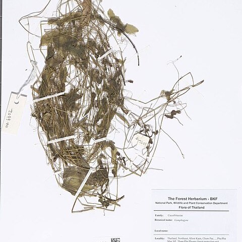 Gomphogyne stenocarpa unspecified picture
