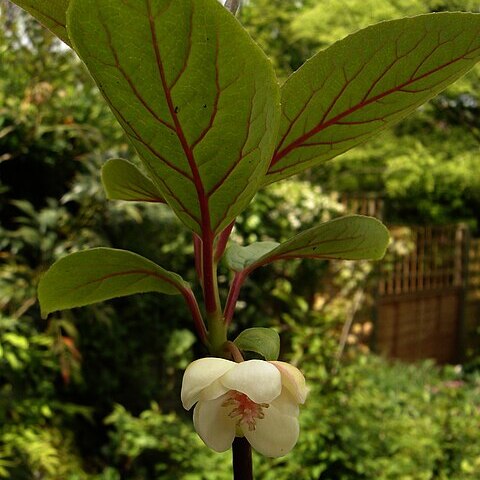 Schisandra grandiflora unspecified picture