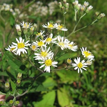 Aster glehnii unspecified picture
