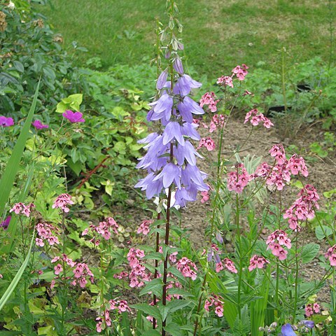 Adenophora pereskiifolia unspecified picture