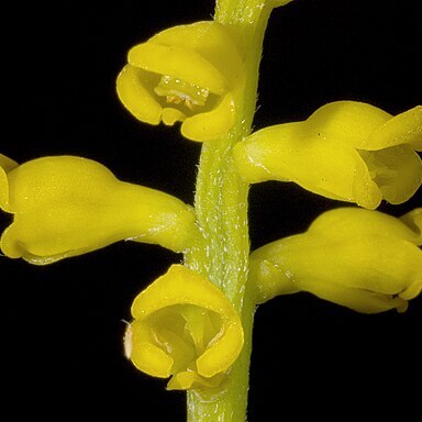 Synaphea decorticans unspecified picture