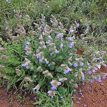 Strobilanthes sessilis unspecified picture