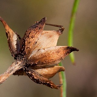 Ipomoea tenuiloba unspecified picture
