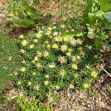 Rhodiola macrocarpa unspecified picture