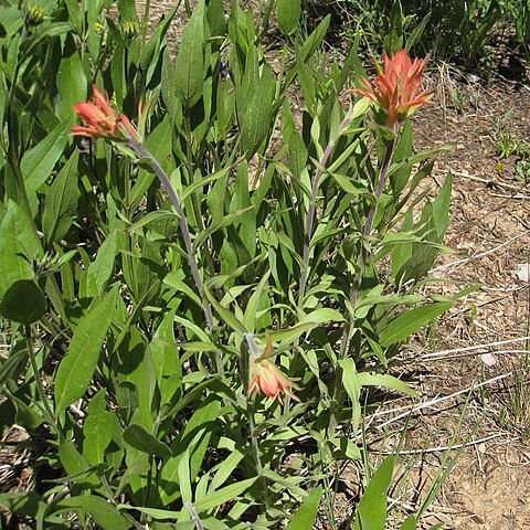 Castilleja parvula unspecified picture