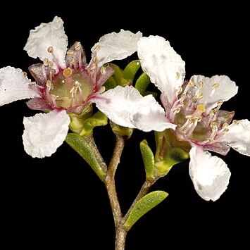 Pericalymma unspecified picture