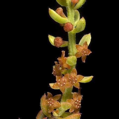 Leptomeria empetriformis unspecified picture
