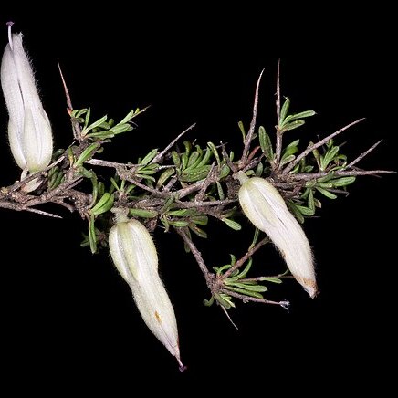Bentleya spinescens unspecified picture