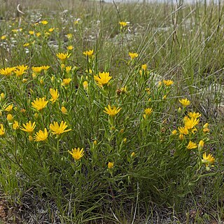 Heterotheca nitidula unspecified picture