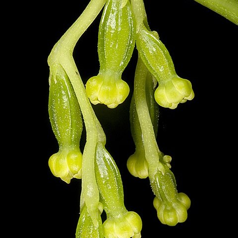 Dioscorea hastifolia unspecified picture