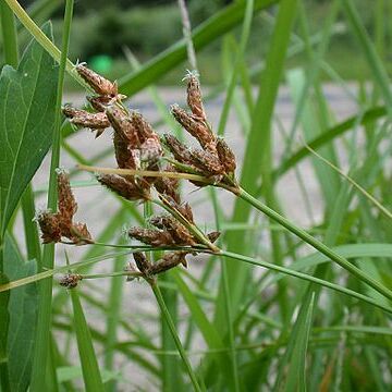 Fimbristylis unspecified picture