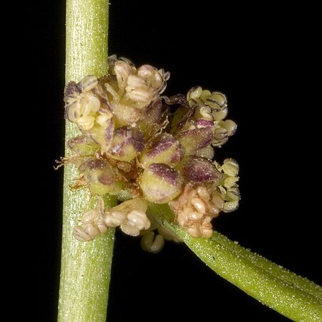 Amperea protensa unspecified picture