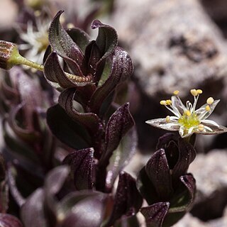 Stellaria irrigua unspecified picture