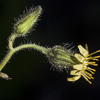 Hieracium brevipilum unspecified picture