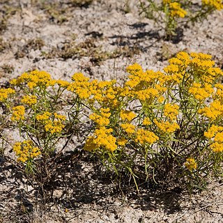 Sartwellia unspecified picture