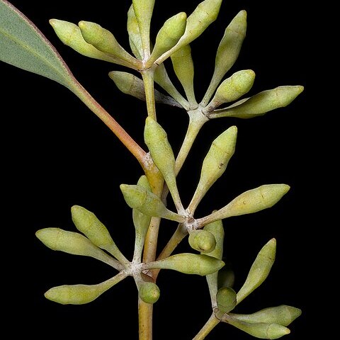 Eucalyptus celastroides unspecified picture