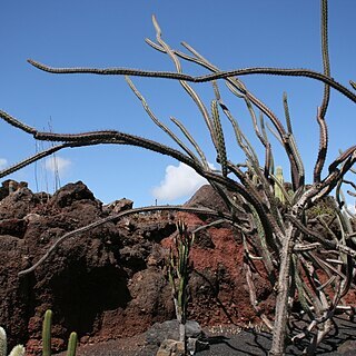 Stenocereus alamosensis unspecified picture