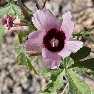 Gossypium anomalum unspecified picture