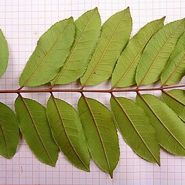 Zanthoxylum petiolare unspecified picture