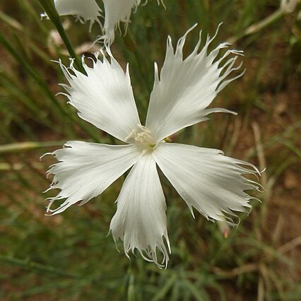 Dianthus mooiensis unspecified picture