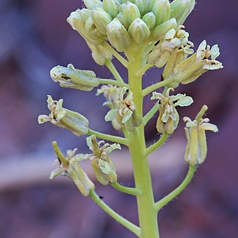 Thelypodiopsis unspecified picture