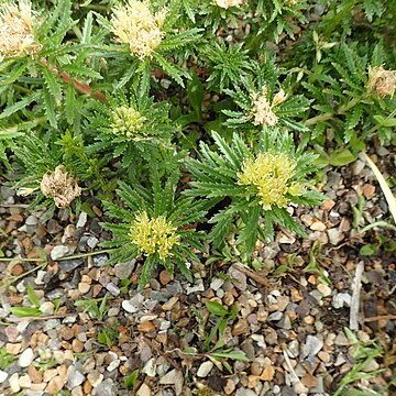 Rhodiola macrocarpa unspecified picture