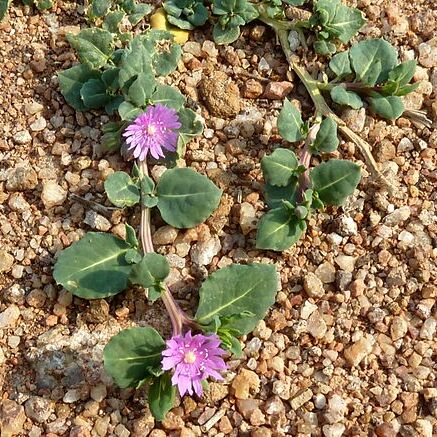 Corbichonia unspecified picture