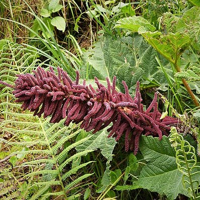 Gunnera talamancana unspecified picture
