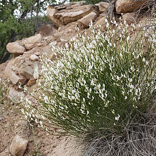 Astragalus rafaelensis unspecified picture
