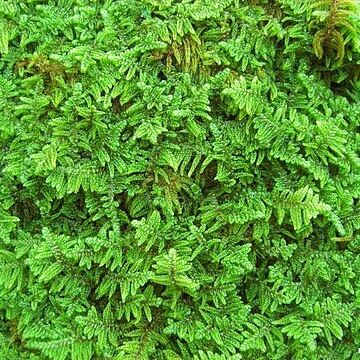 Hypnum imponens unspecified picture