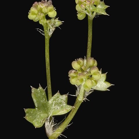 Hydrocotyle callicarpa unspecified picture