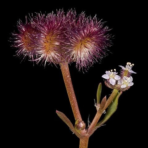 Trachymene unspecified picture