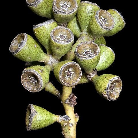 Eucalyptus lucasii unspecified picture